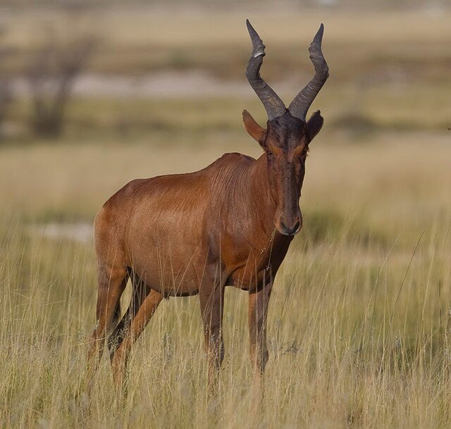 Red Harebeest