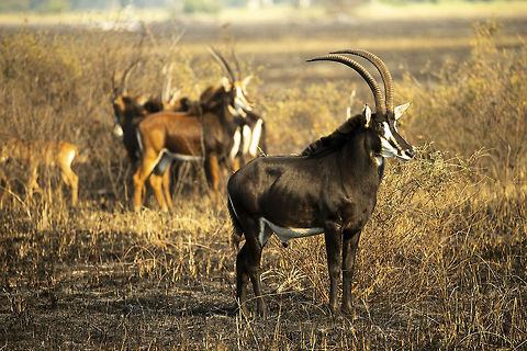 Sable Antelope