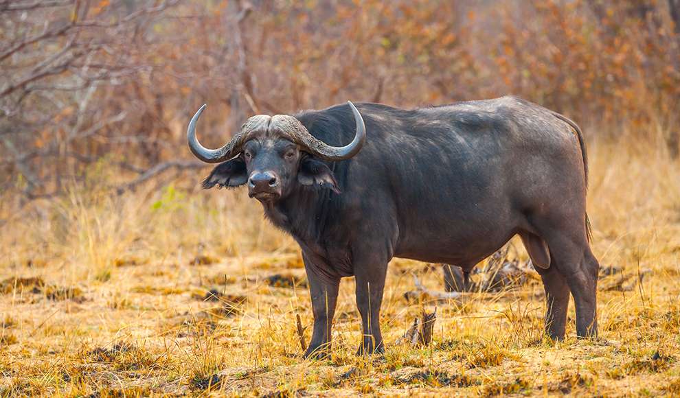 Buffalo