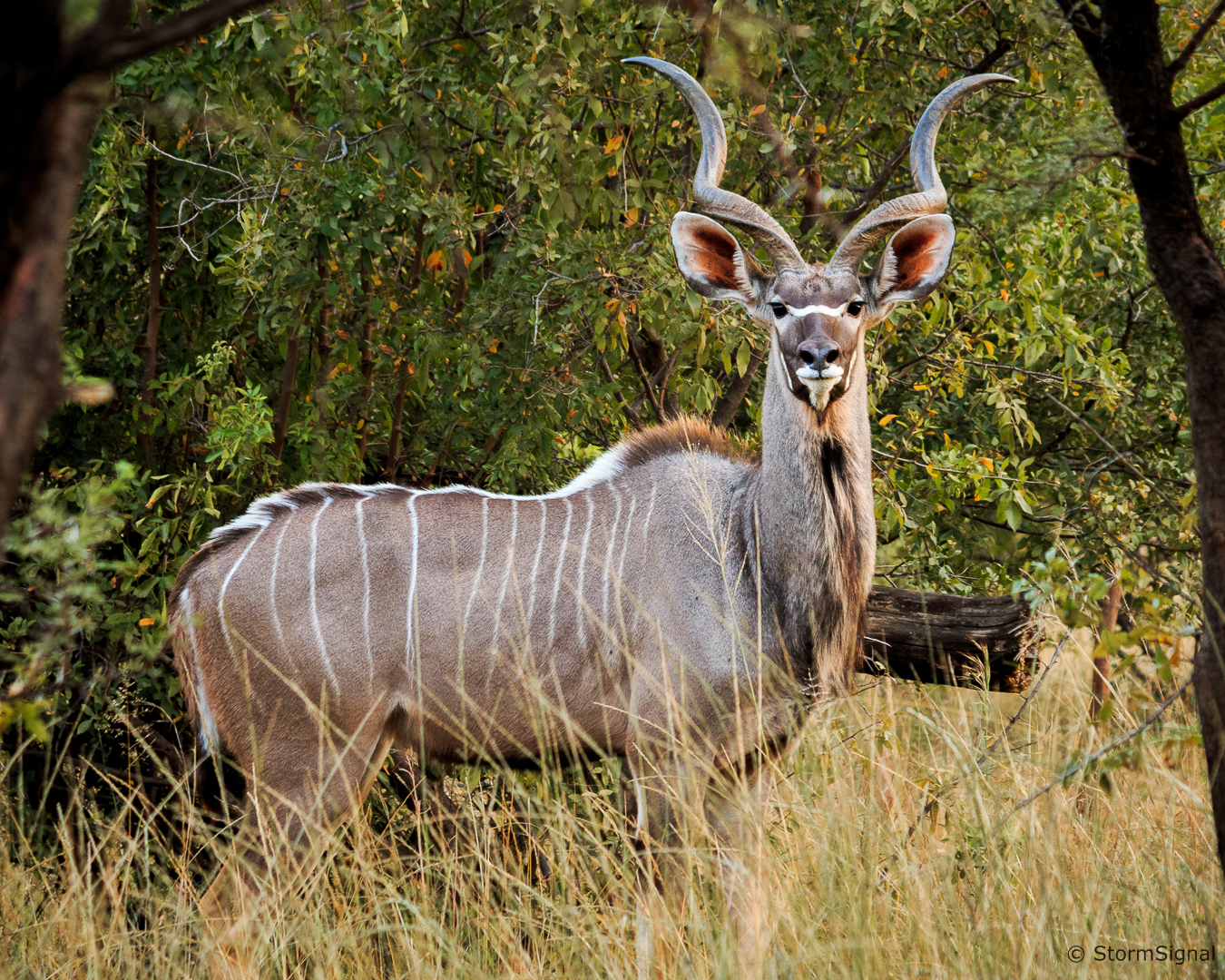 Kudu Bull