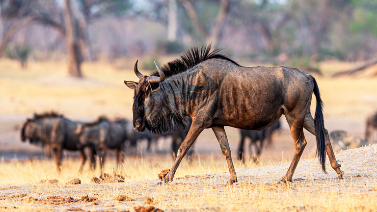 Wildbeest