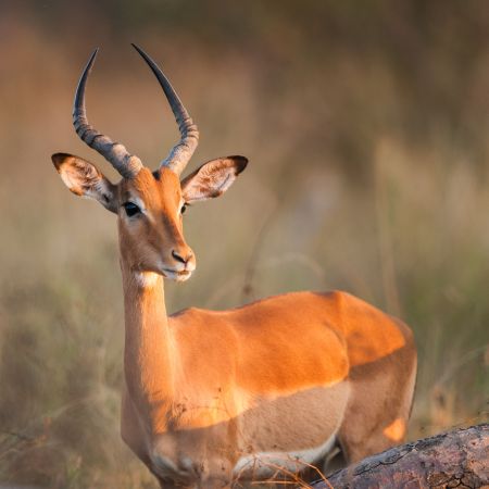 Impala