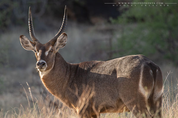 Waterbuck