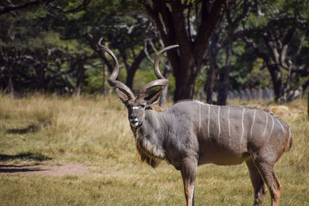 Blesbuck