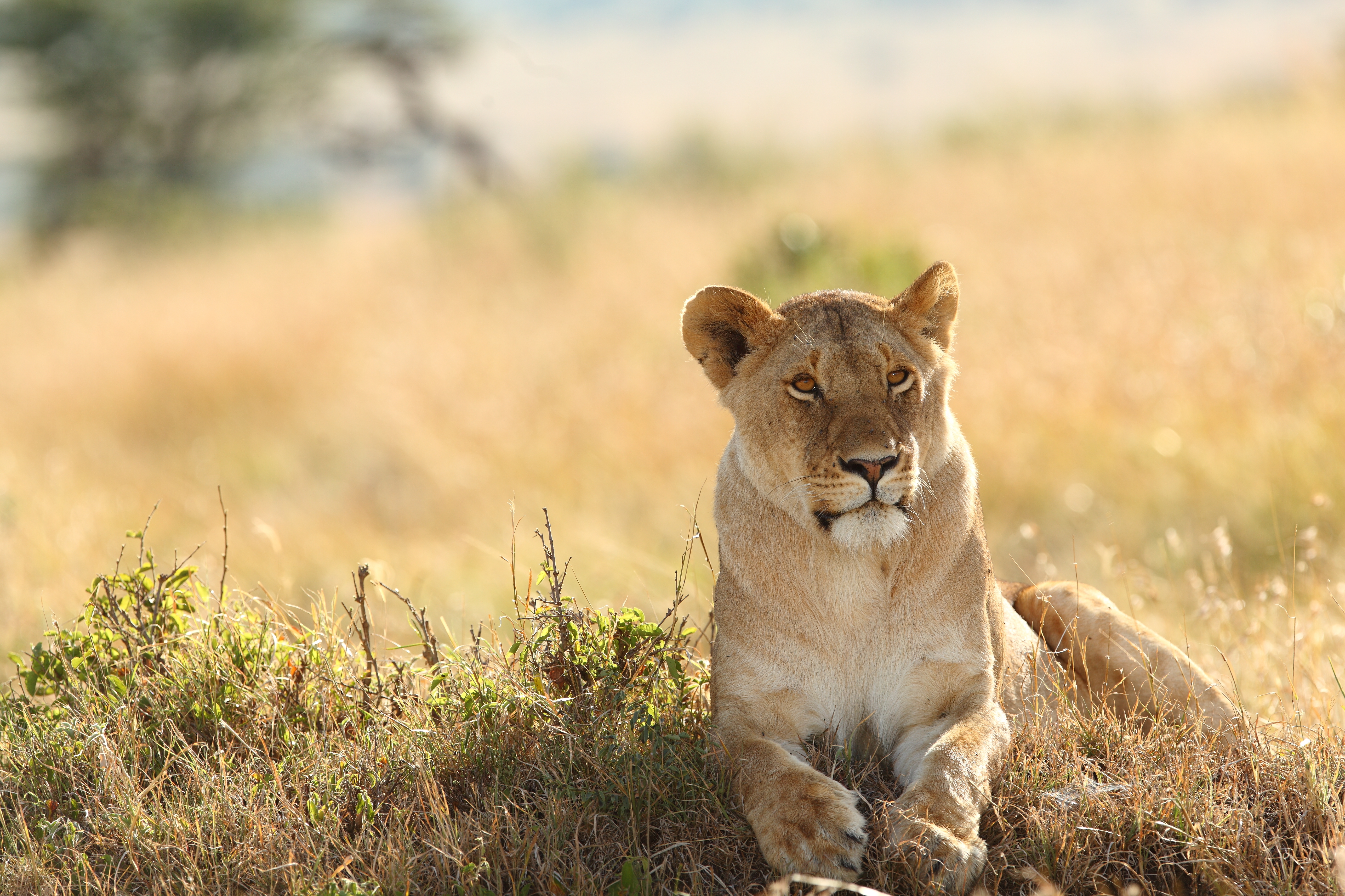 Lioness