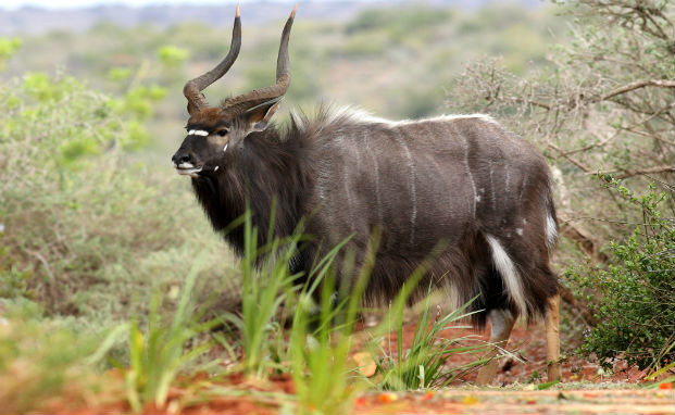 Nyala Bull