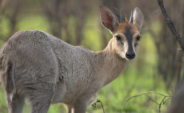 Duiker(grey)