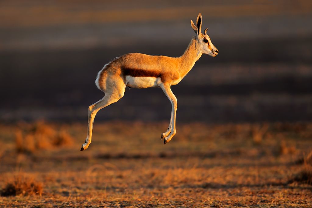 Springbuck