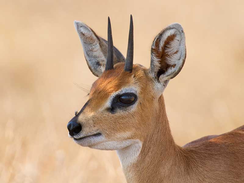 Steenbuck
